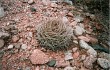 Preview photo Gymnocalycium hossei